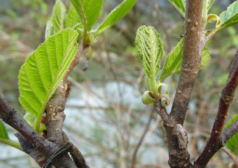 Alnus glutinosa - Betulaceae (Ontano nero)